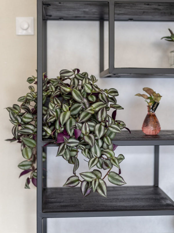 Vakkenkast Huub Zwart Mangohout 210 x 80 cm - Roomdivider - Afbeelding 3